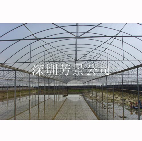 水L大棚